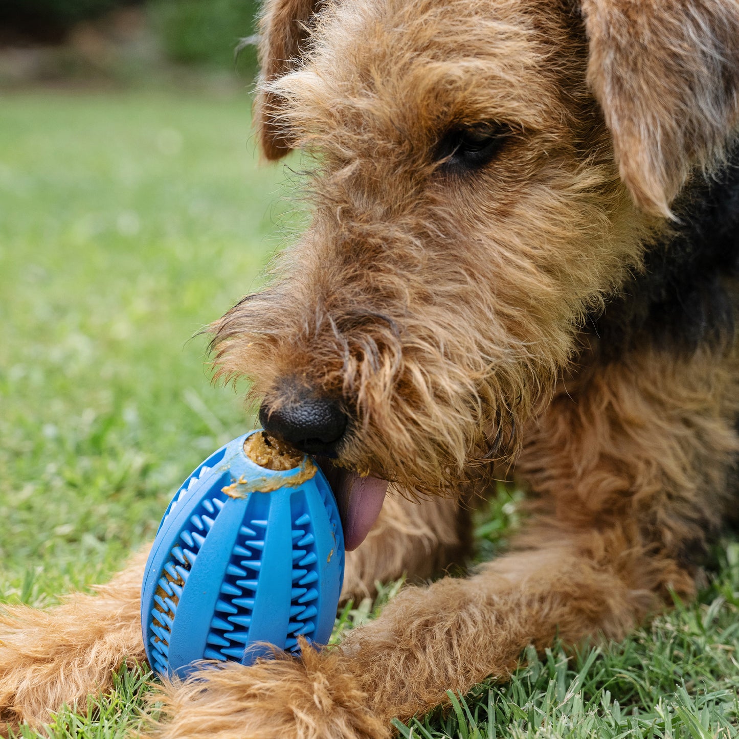 Zugo Molar Sphere Rubber Toy