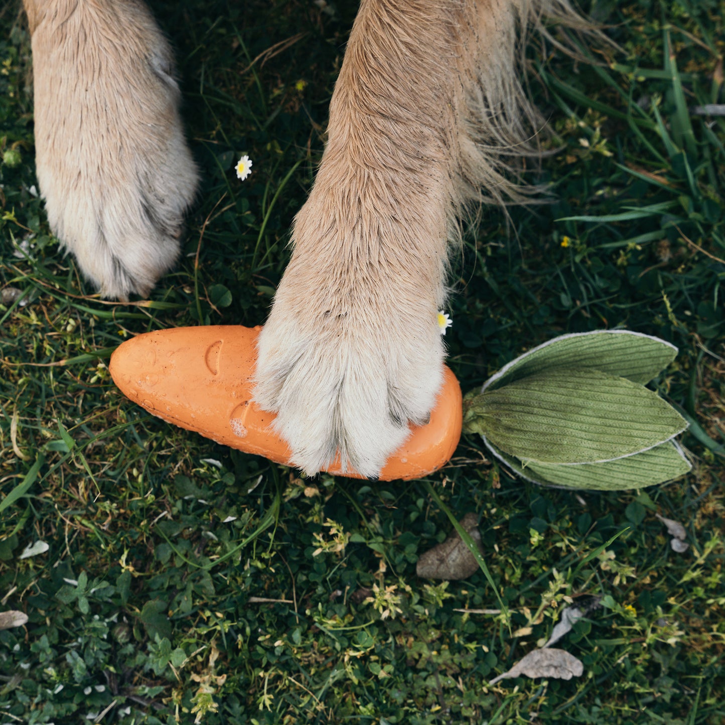 Zugo Crisp Carrot Rubber Toy