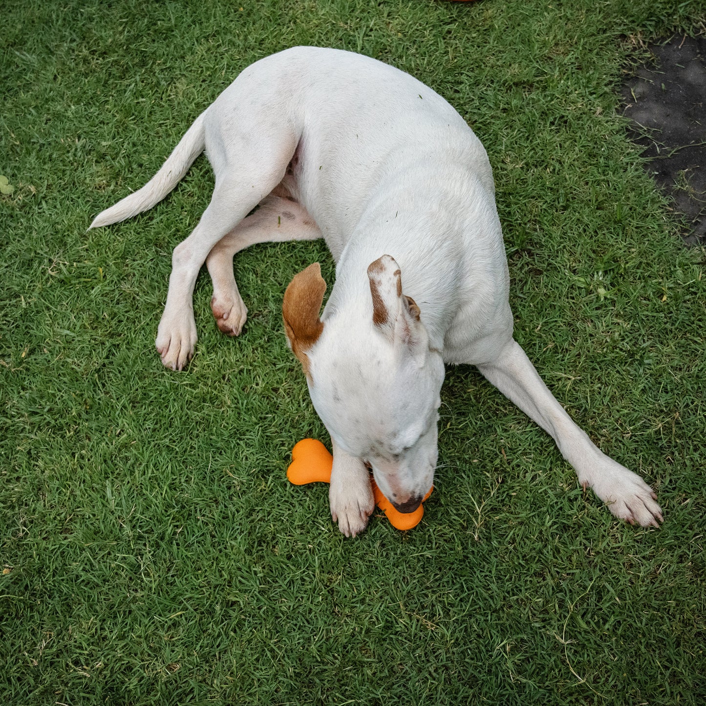 Zugo Bone+ Rubber Toy