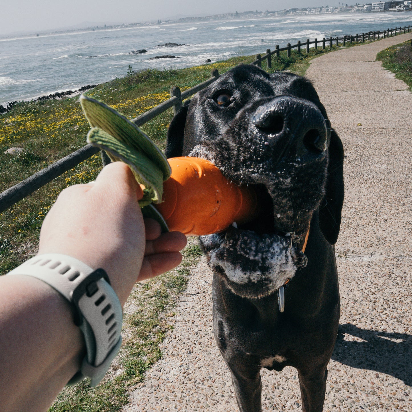Zugo Crisp Carrot Rubber Toy
