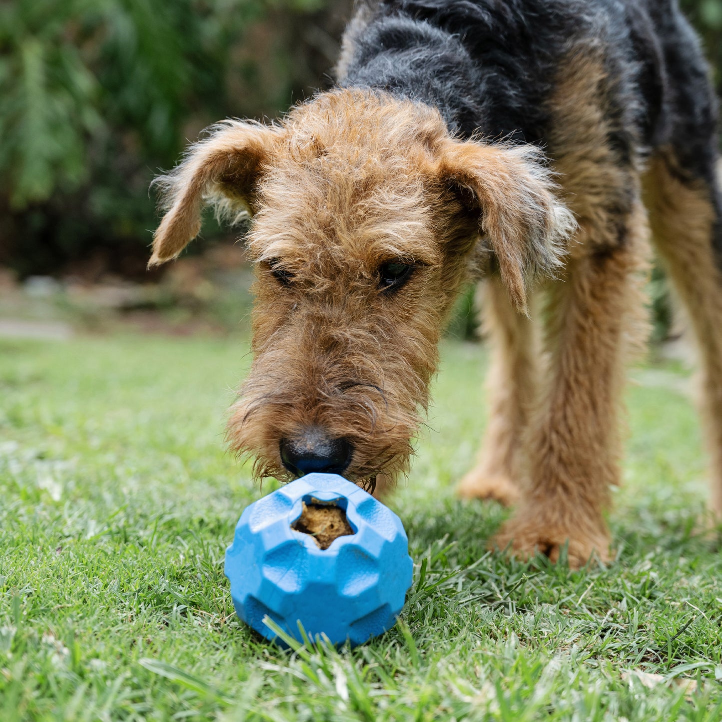 Zugo Treat Tumbler Rubber Toy