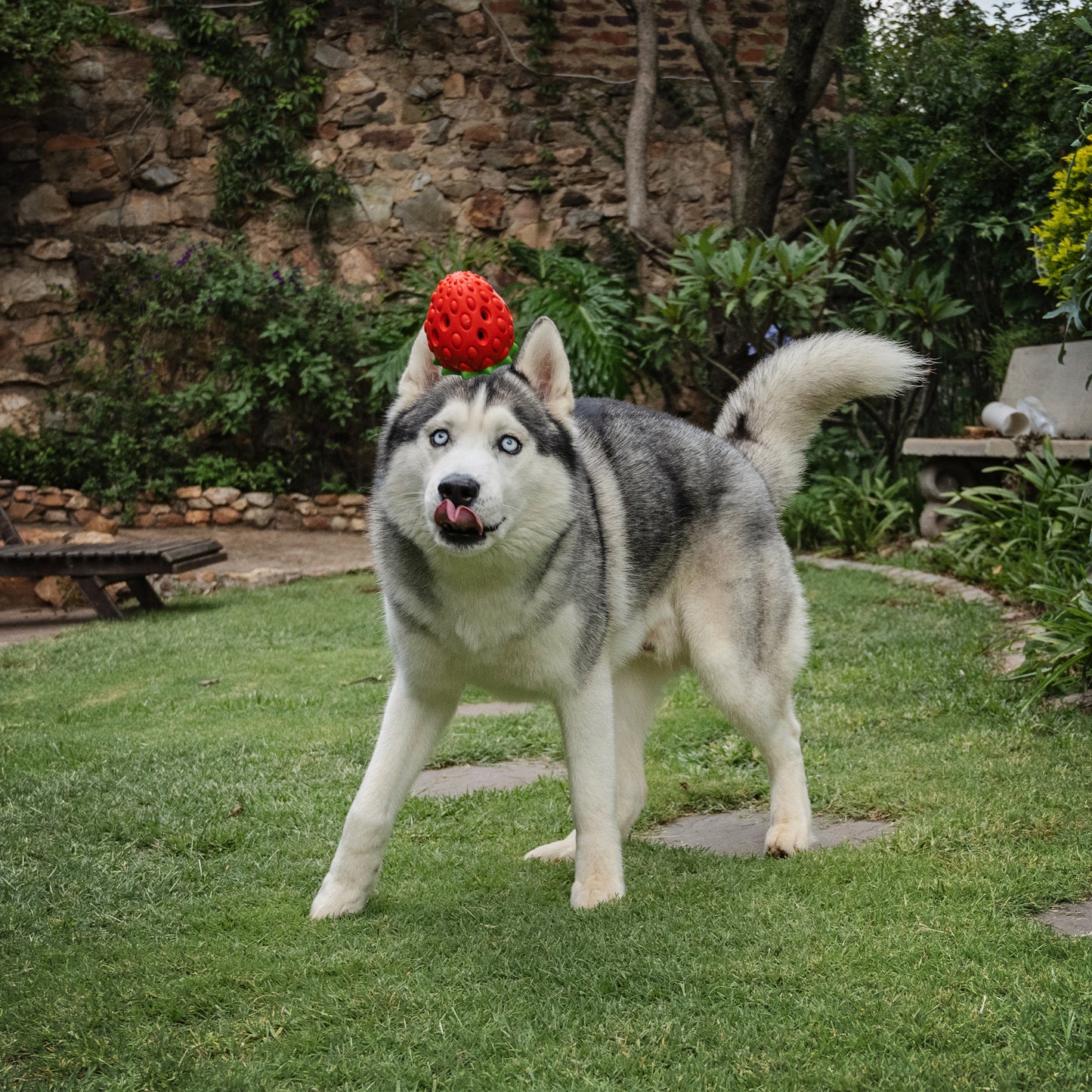 Zugo Zuberry Rubber Toy