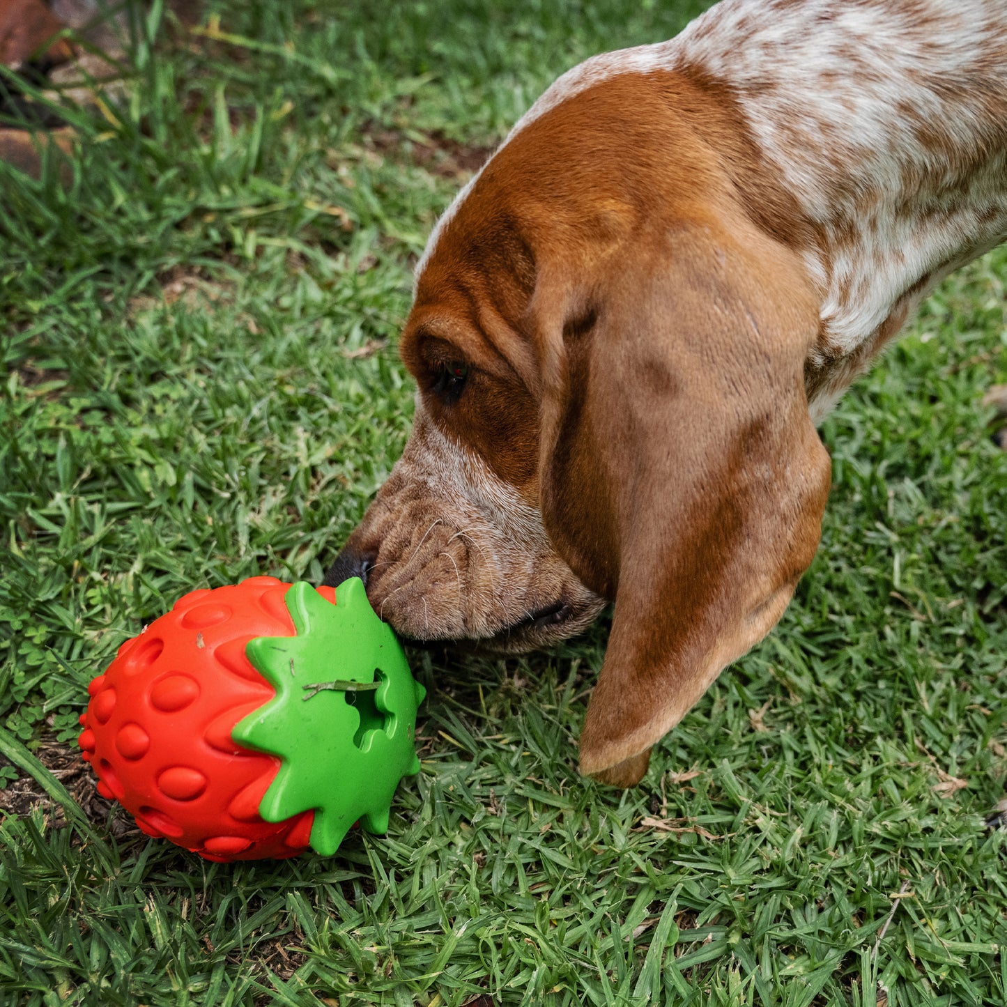Zugo Zuberry Rubber Toy
