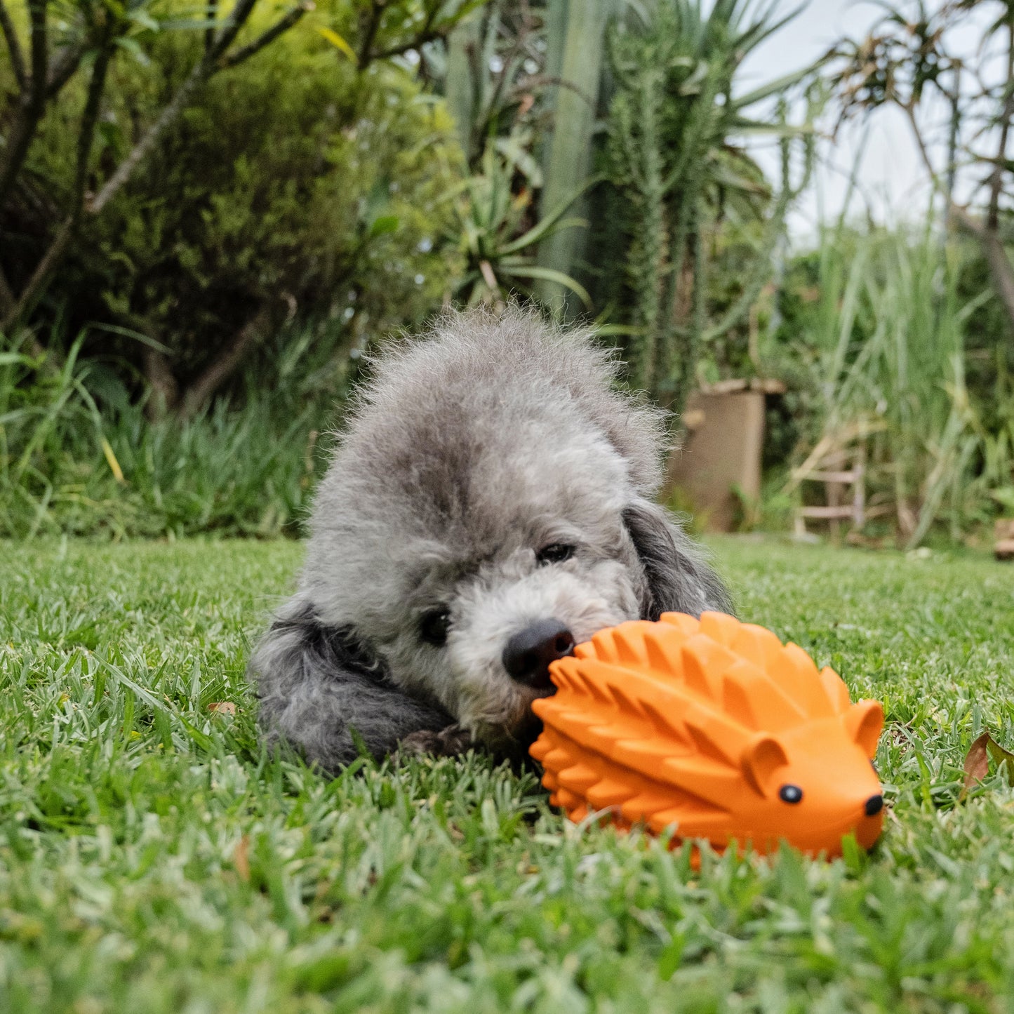 Zugo Zuhog Rubber Toy