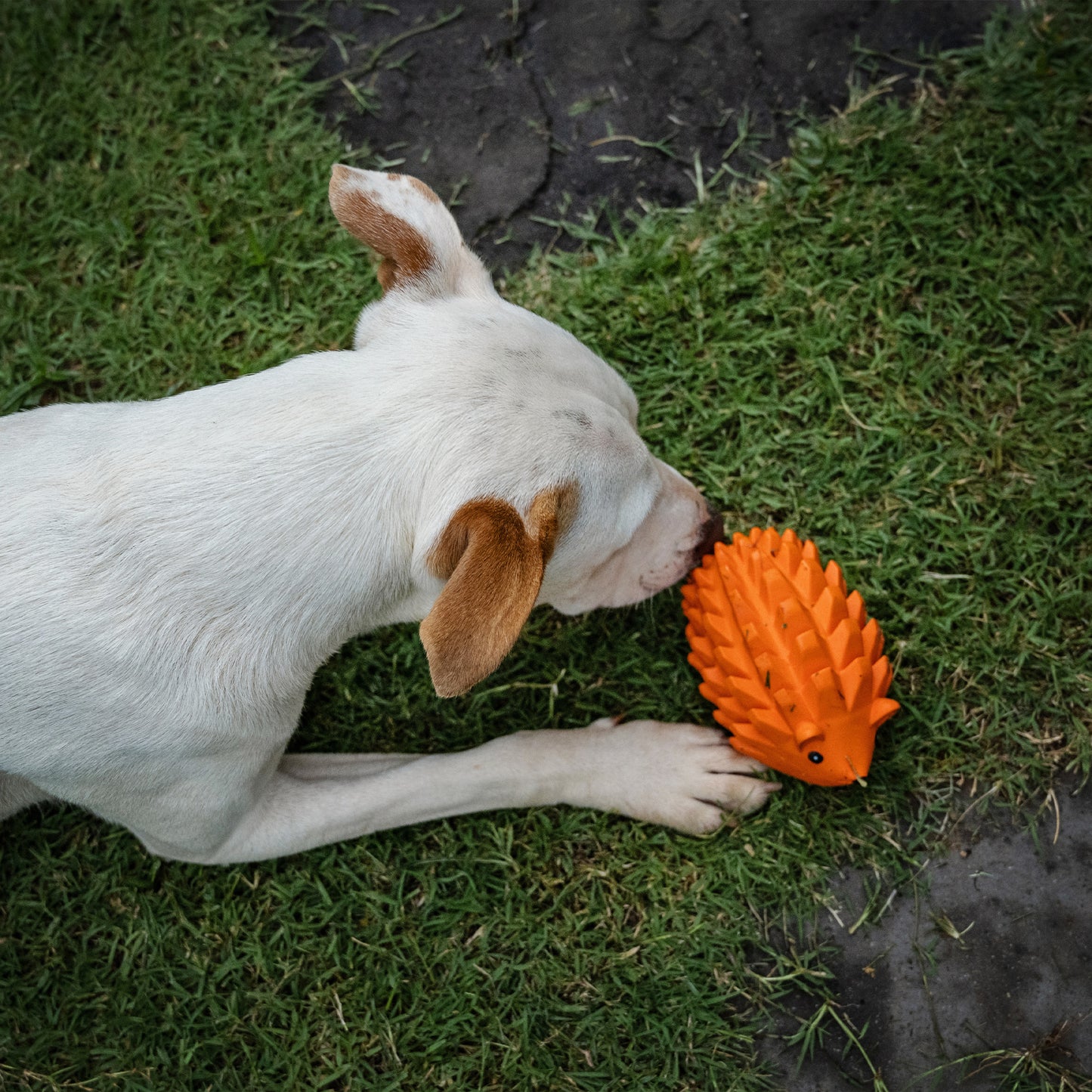 Zugo Zuhog Rubber Toy