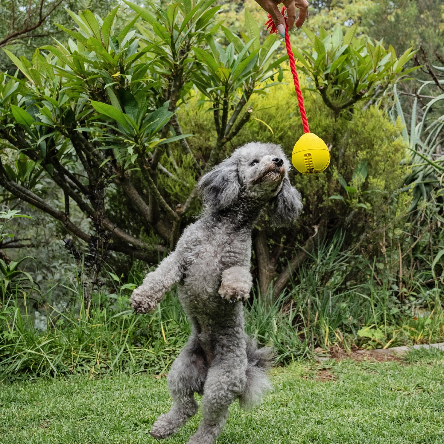 Zugo Tugball Rubber Toy