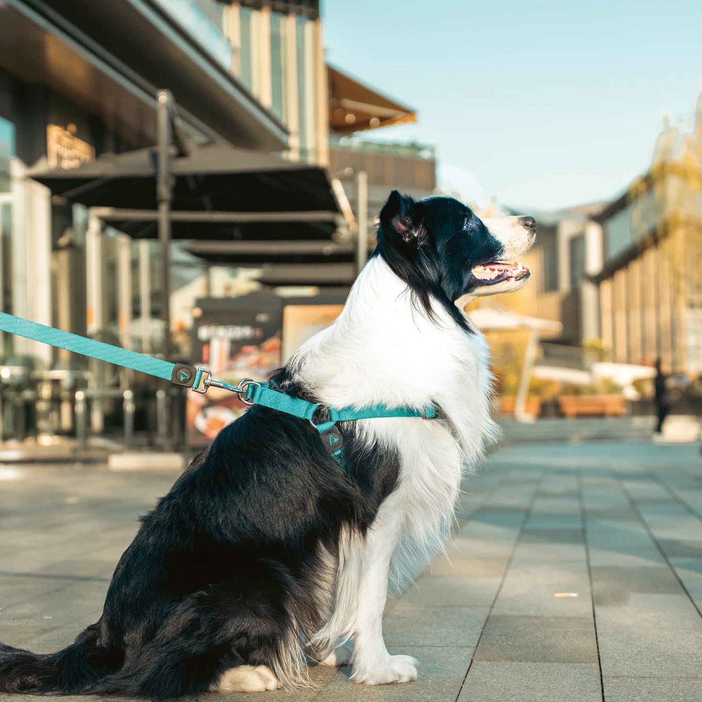 Doco Signature Harness