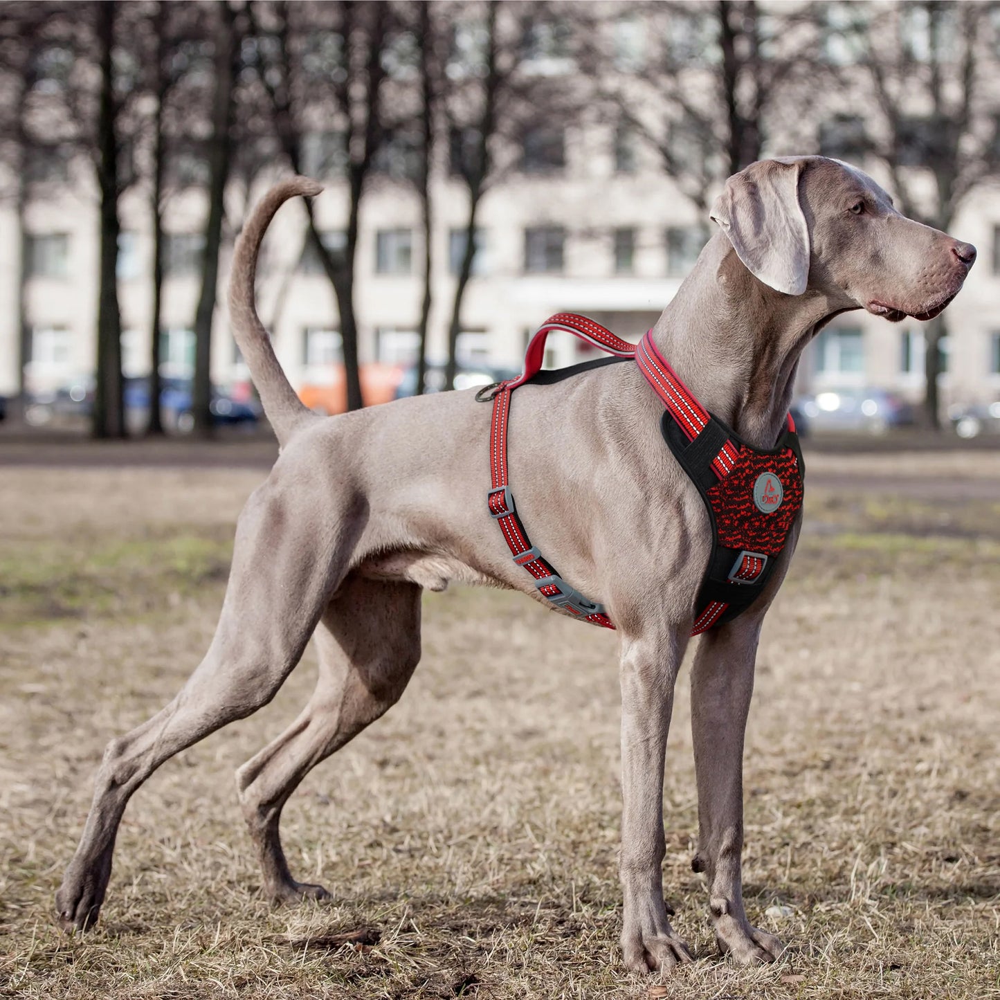 Doco Vario Chest Dog Harness