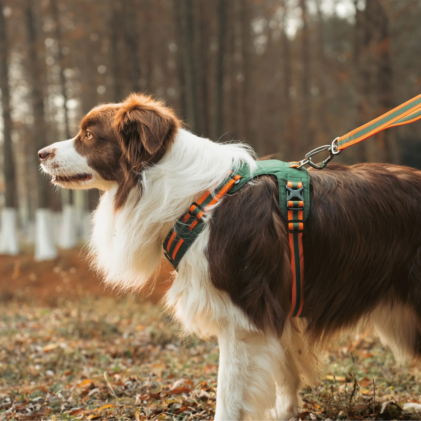 Doco Vertex Dog Harness